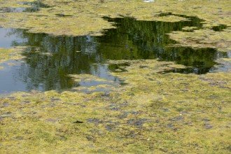 Photo of algae on a lake