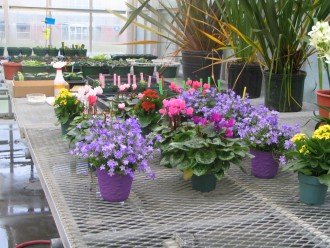Flowering plants in the Finch Greenhouse