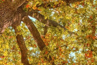 Photo of an oak tree.