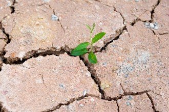 Photo of a seedling growing out of dry ground.